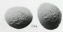 Денга (голова в шапке и кольцевая надпись, на обороте кентавр вправо). Перед головой 2 точки, справа от кентавра и под ним тамга