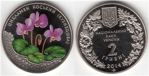 Цикламен косский (Кузнецова) 2014 2014