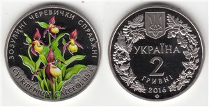 Венерин башмачок настоящий 2016 2016